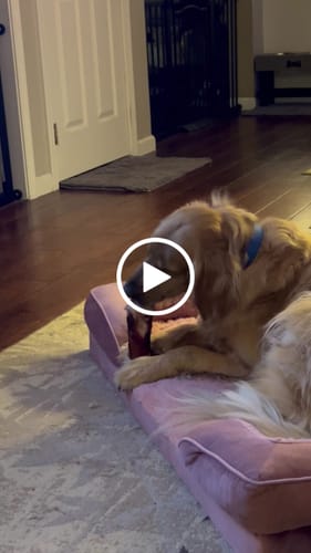Customer video review of Gift Bundle: 2 Large Yak Chews and a 6" Hickory Smoked Bully Stick