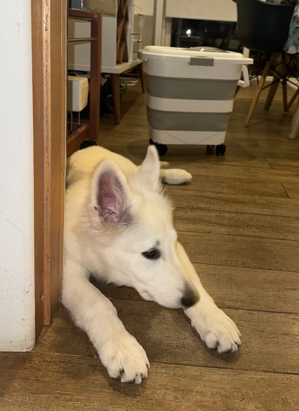 Customer photo review of Contenedor Hermético THE DOGS — Alimento fresco y sin olores