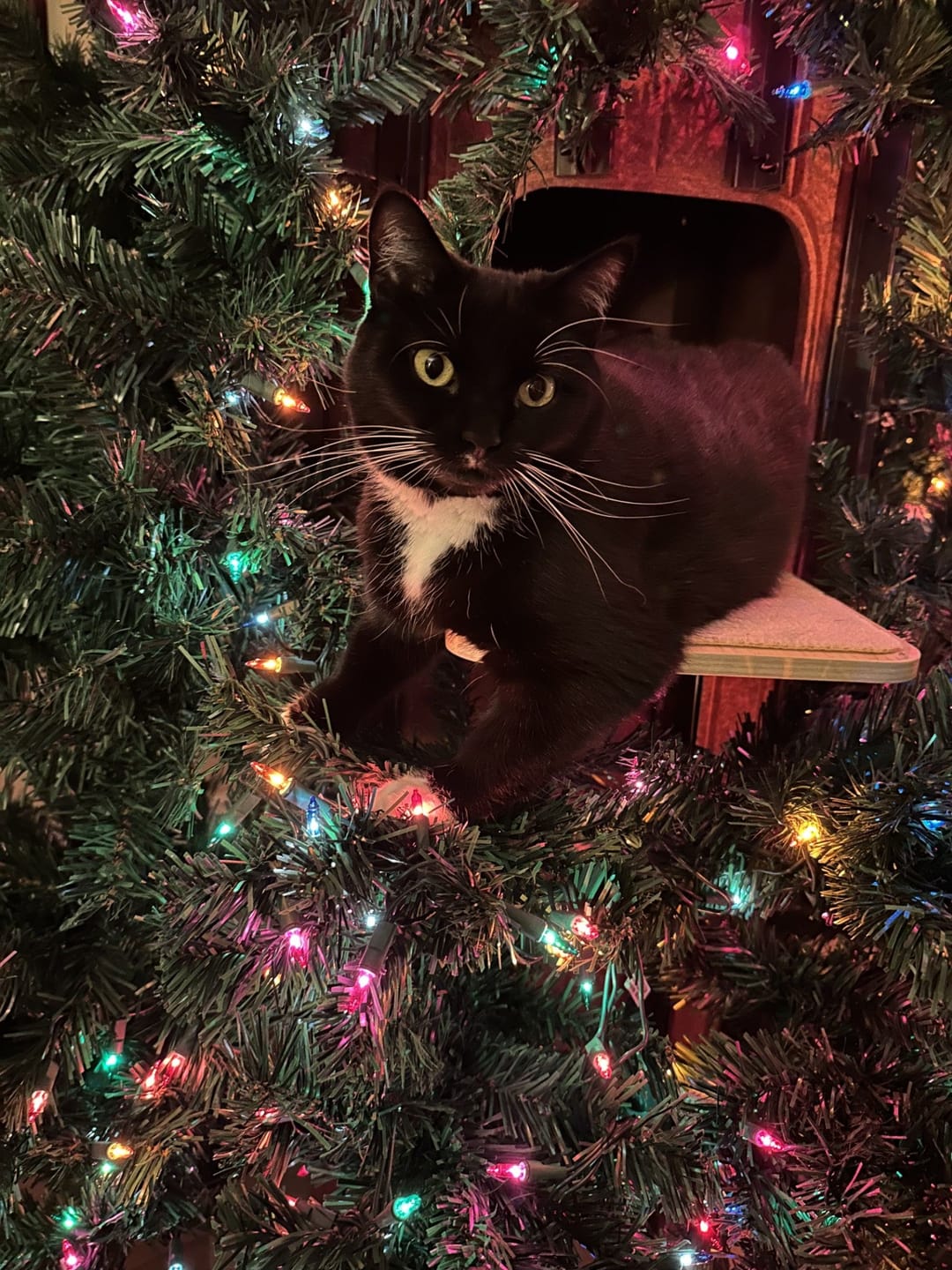 Customer photo review of Cat Christmas Tree - Sep 2026