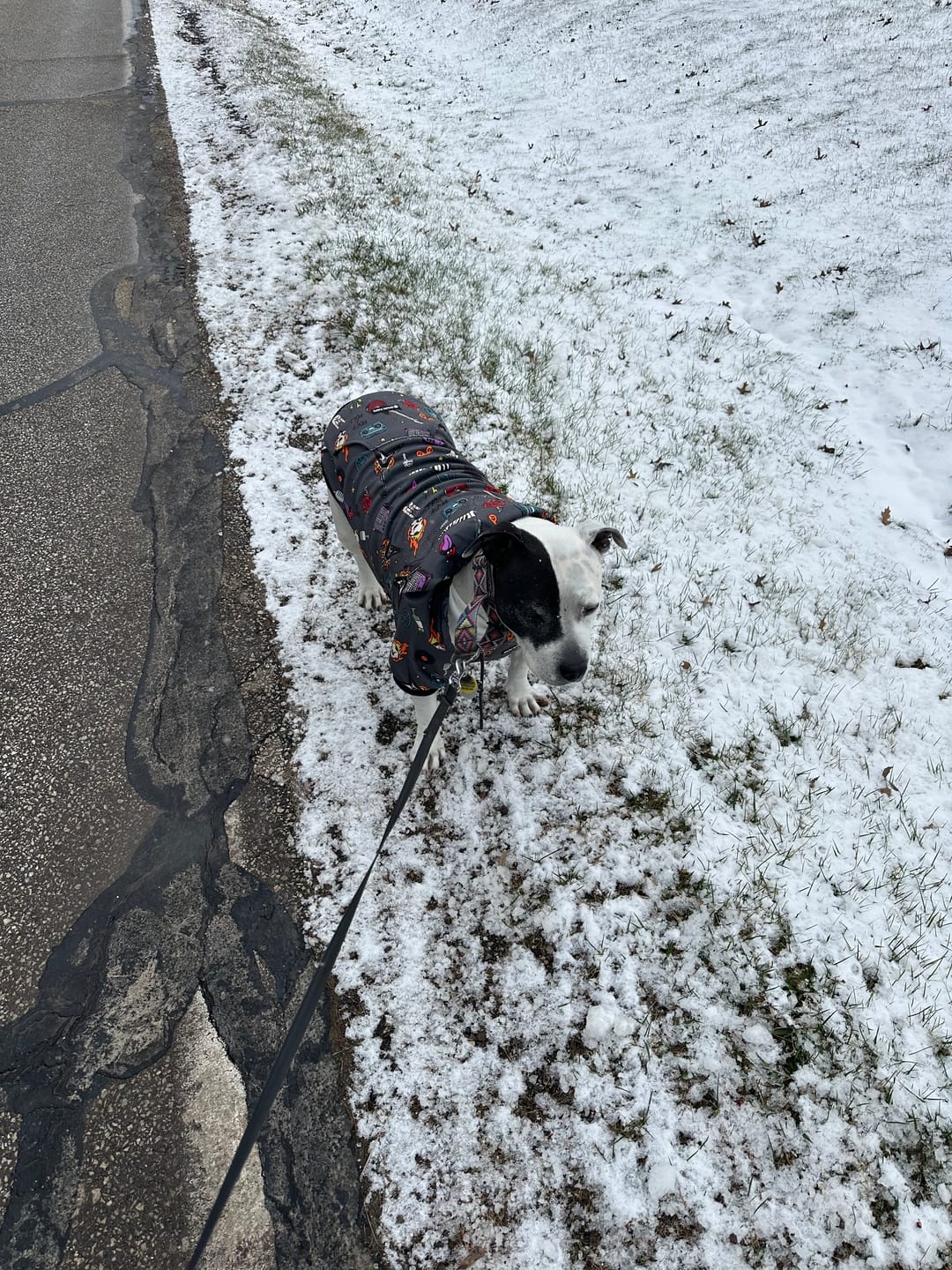 Customer photo review of Dog Hoodie Prints