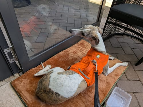 Customer photo review of Transformable Pet Living Mat