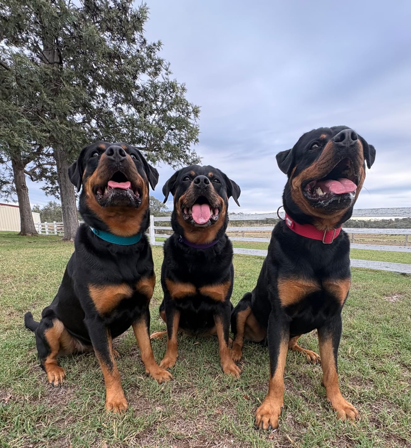 Customer photo review of Tidal Waterproof Collar
