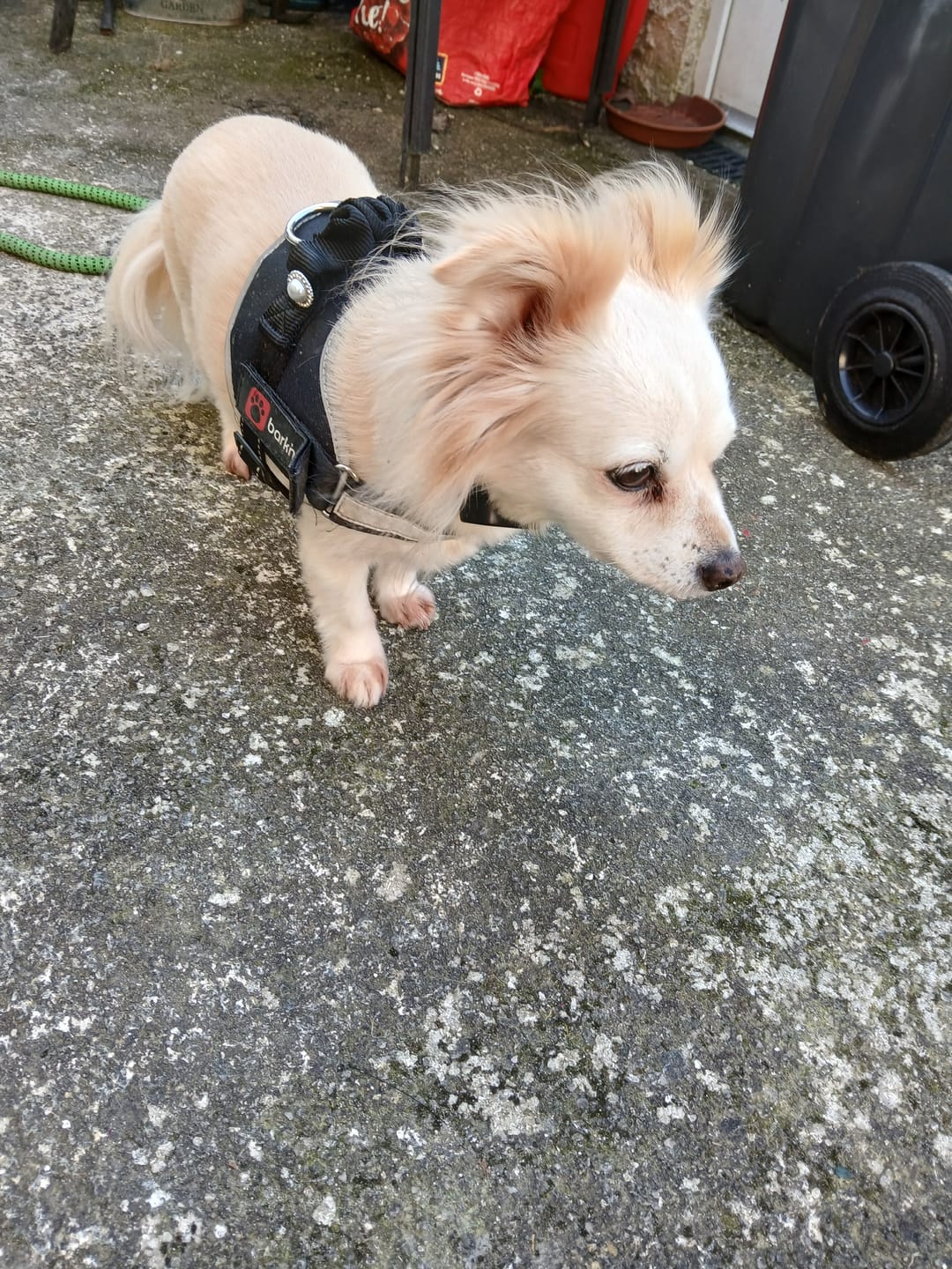 Customer photo review of Anti Bark Training Collar