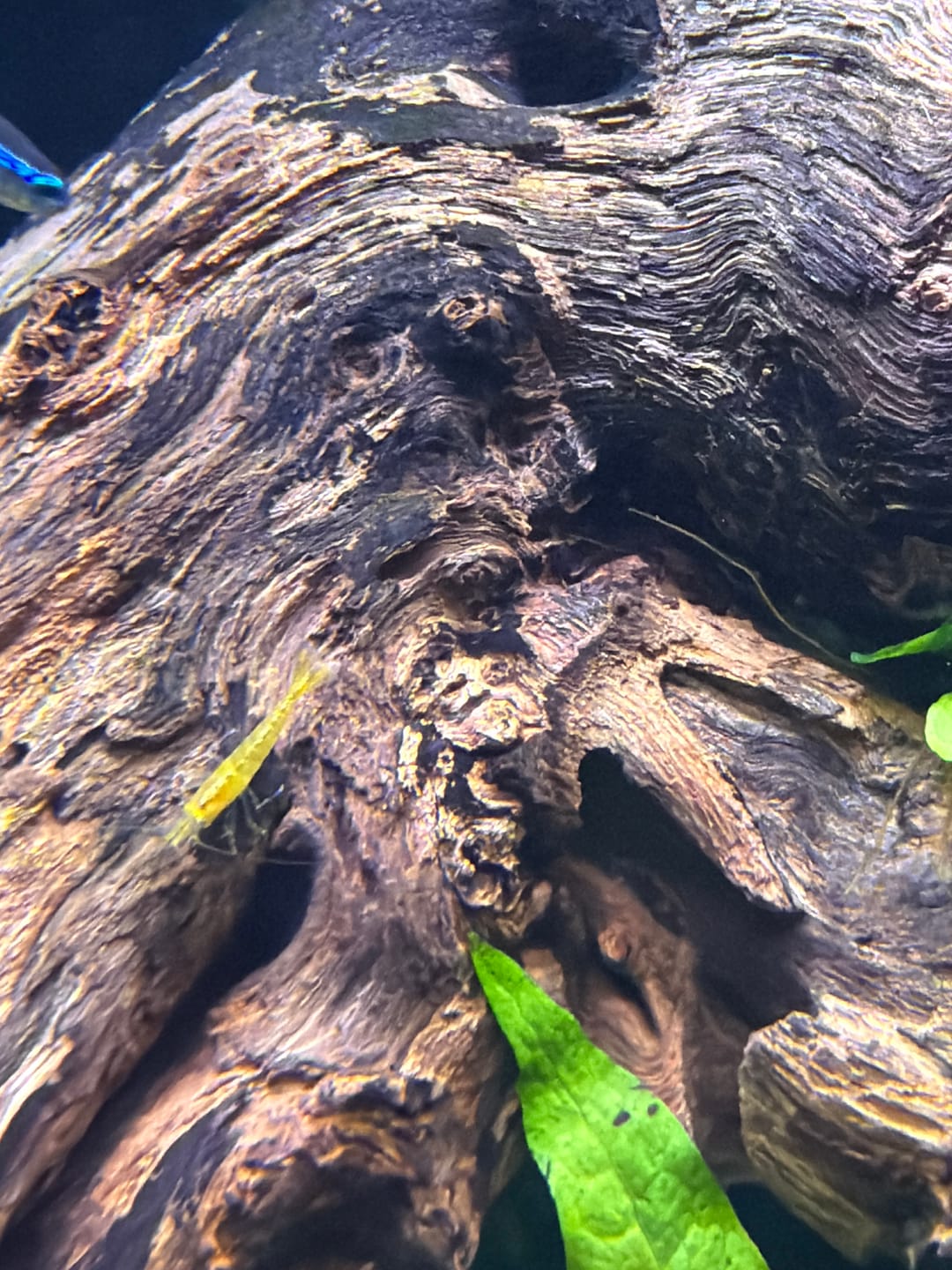 Customer photo review of Neon Yellow Shrimp "NEW"