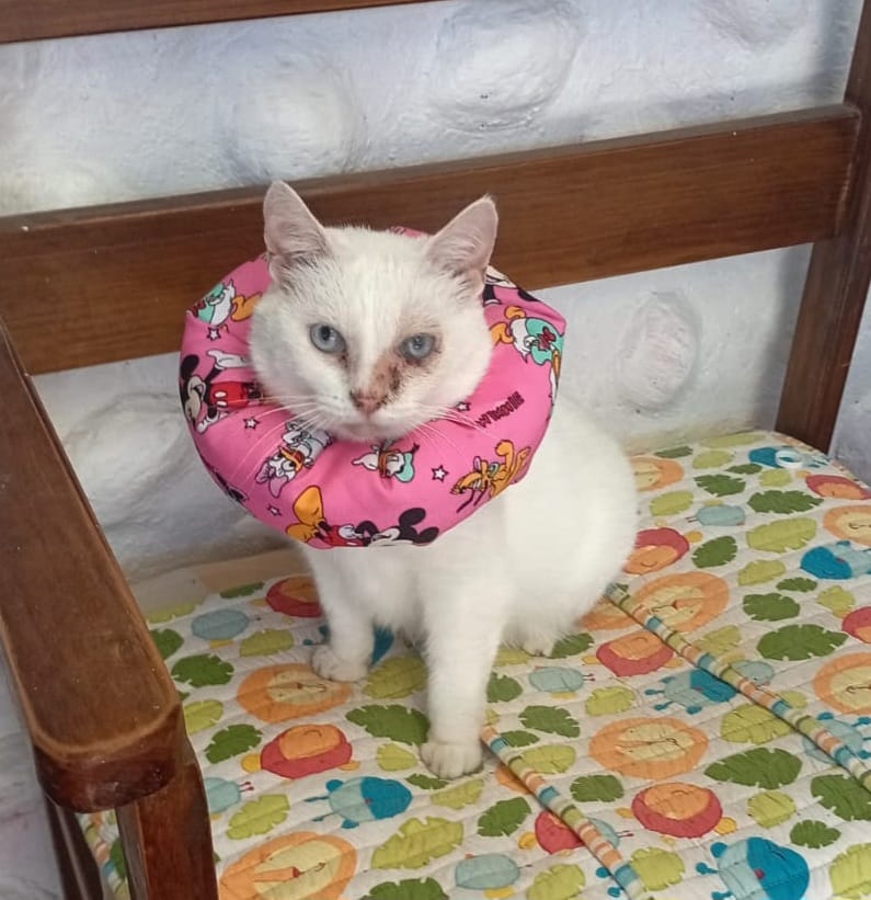 Customer photo review of Ciprovet Labyes
