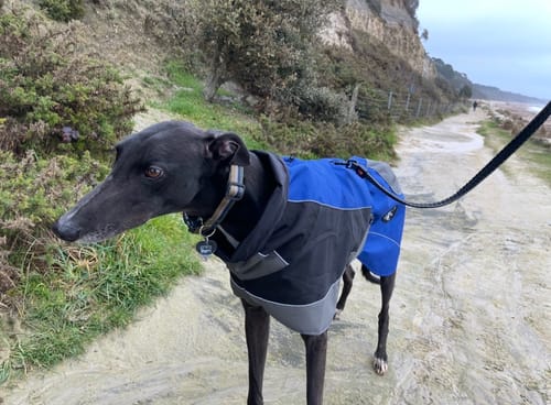 Customer photo review of Blaze - Summer/Winter Sighthound Coat with Harness Hole