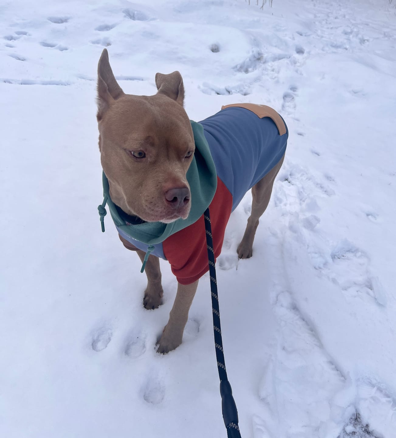 Customer photo review of Alpine Dog Hoodie