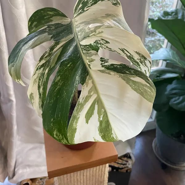 Customer photo review of Monstera Albo Borsigiana Cutting - Extremely Rare Variegated White Monstera Albo Plant Live - US Seller - Grower's Choice - Large Form