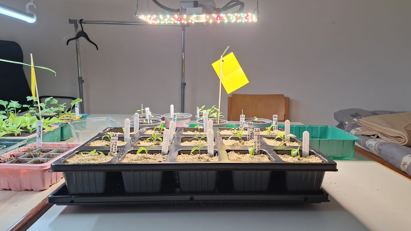 Customer photo review of Untersetzer für QuickPot Anzuchtplatten
