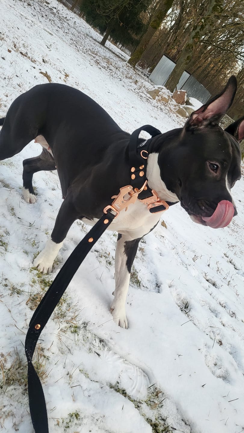 Customer photo review of Smycz z dodatkową rączką - Guard Leash Rose Edition Czarna