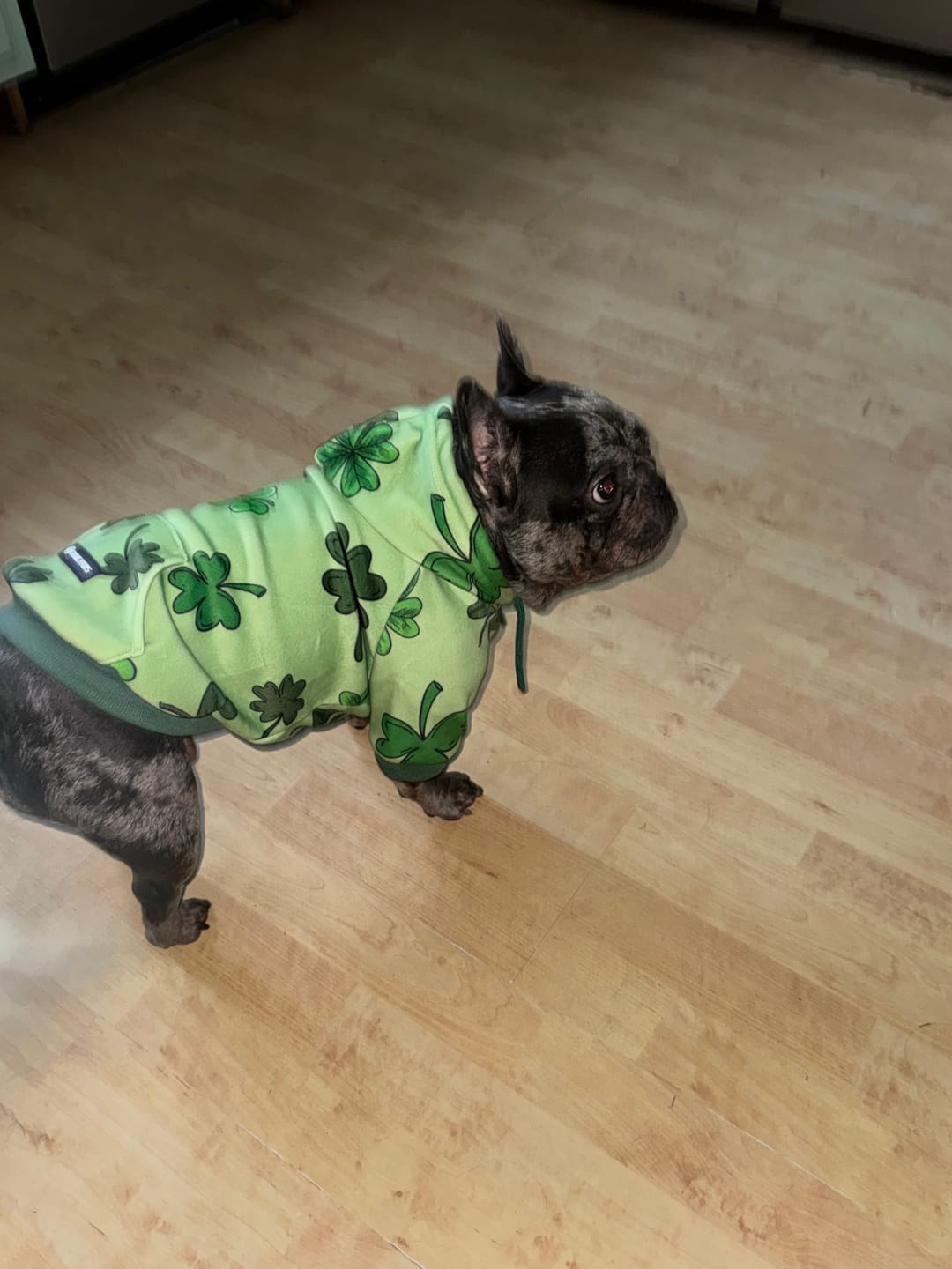 Customer photo review of St. Paddy's Dog Hoodie - Light Green (Limited Edition)