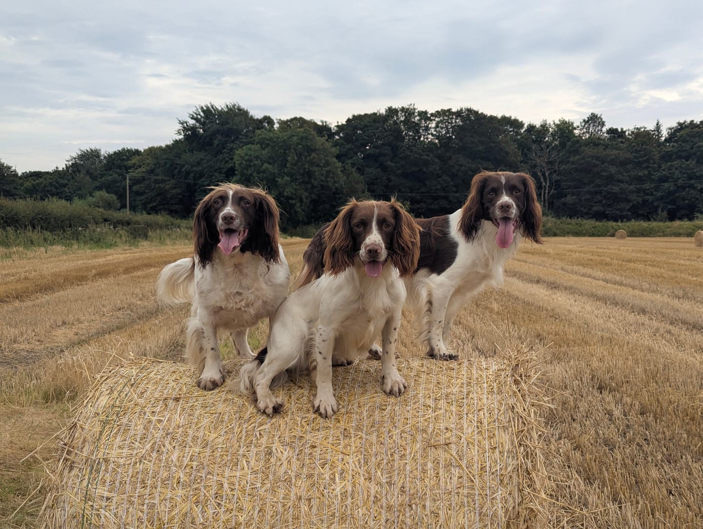 Customer photo review of Natural Scottish Salmon Oil 1000ml | For Dogs & Cats