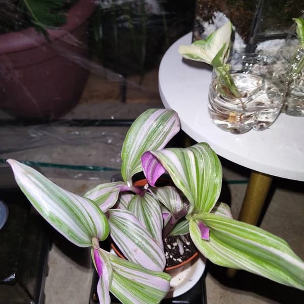 Customer photo review of Rare Tradescantia Nanouk Lilac Plant | Rare Tradescantia Pot | Rare Pink Wandering Jew | Easy care hardy indoor houseplant in a nursery pot