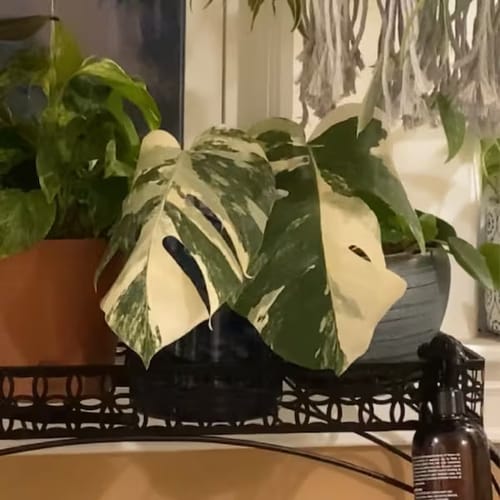 Customer photo review of Monstera Albo Borsigiana Cutting - Extremely Rare Variegated White Monstera Albo Plant Live - US Seller - Grower's Choice - Large Form