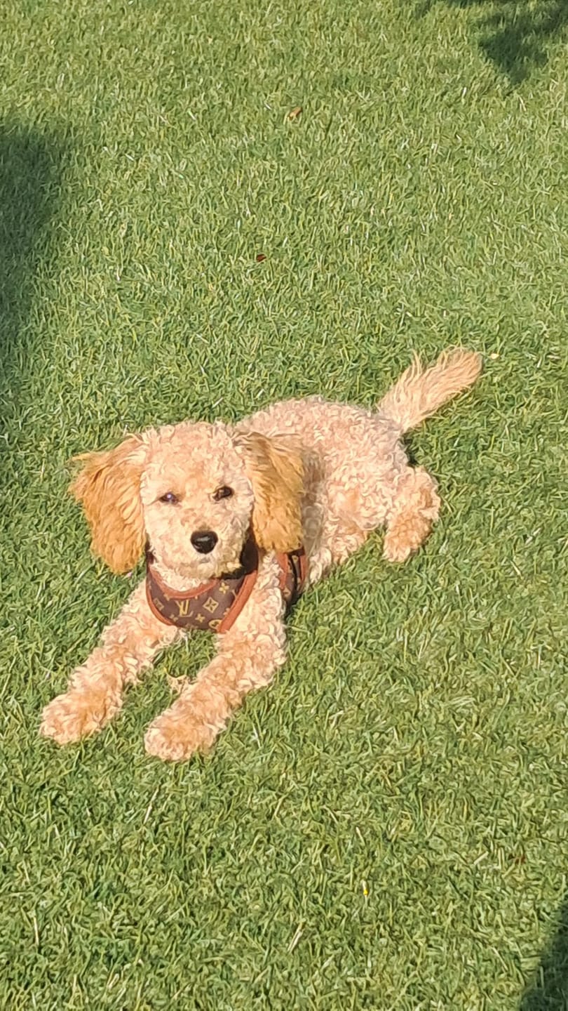 Customer photo review of Pettorina e guinzaglio Louis Pawtton