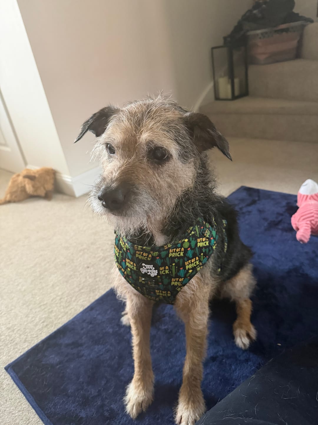Customer photo review of Bit of a pr**k harness