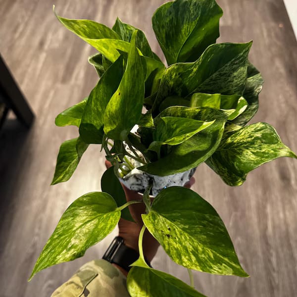 Customer photo review of RARE Marble Pothos Cuttings - Gorgeous Variegated Indoor easy care house plant, Marble Pothos, White and Green variegation propagation plant