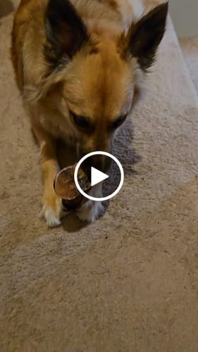 Customer video review of Large Dog Valentine's Day Love Bundle II (4x 5oz Jerky Bags + 4x LARGE Smoked Marrow Bones)