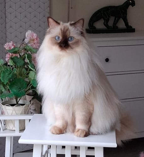 Le chat d'un client, un superbe chat à poils longs qui se régale des Croquettes Chat Stérilisé Sans Céréales.