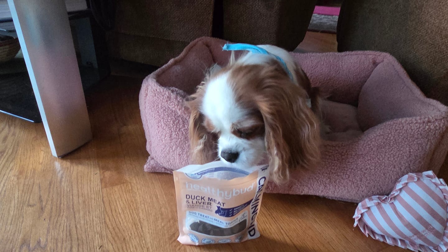 Customer photo review of Duck Calming Aid