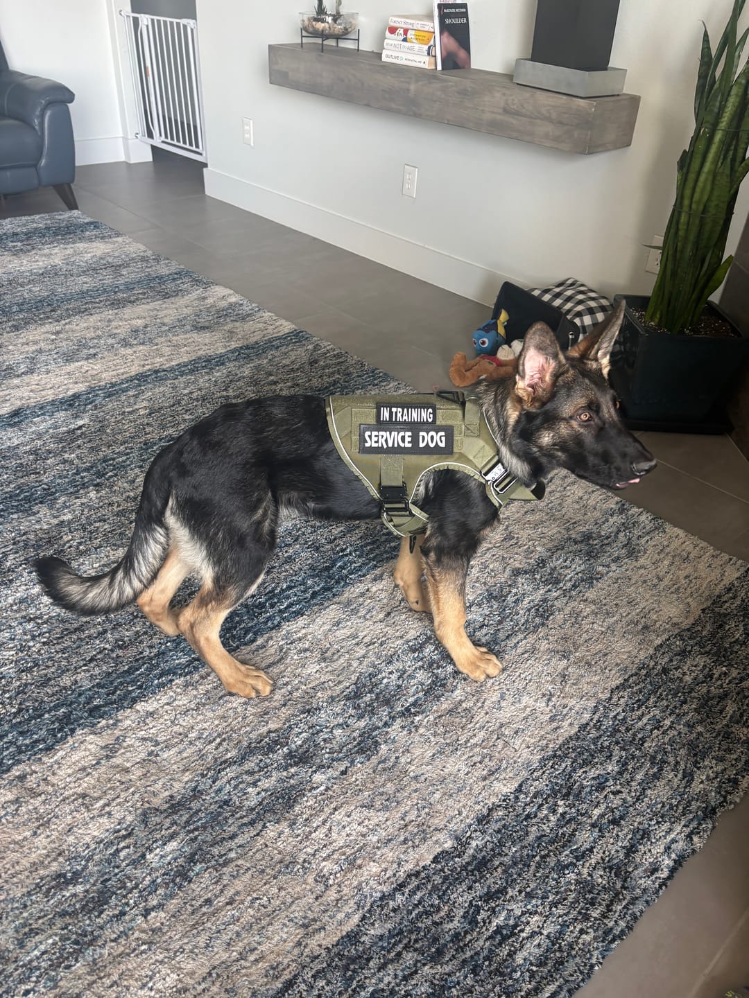 Customer photo review of Custom Hook & Loop Patch For Harness (1 Pair)