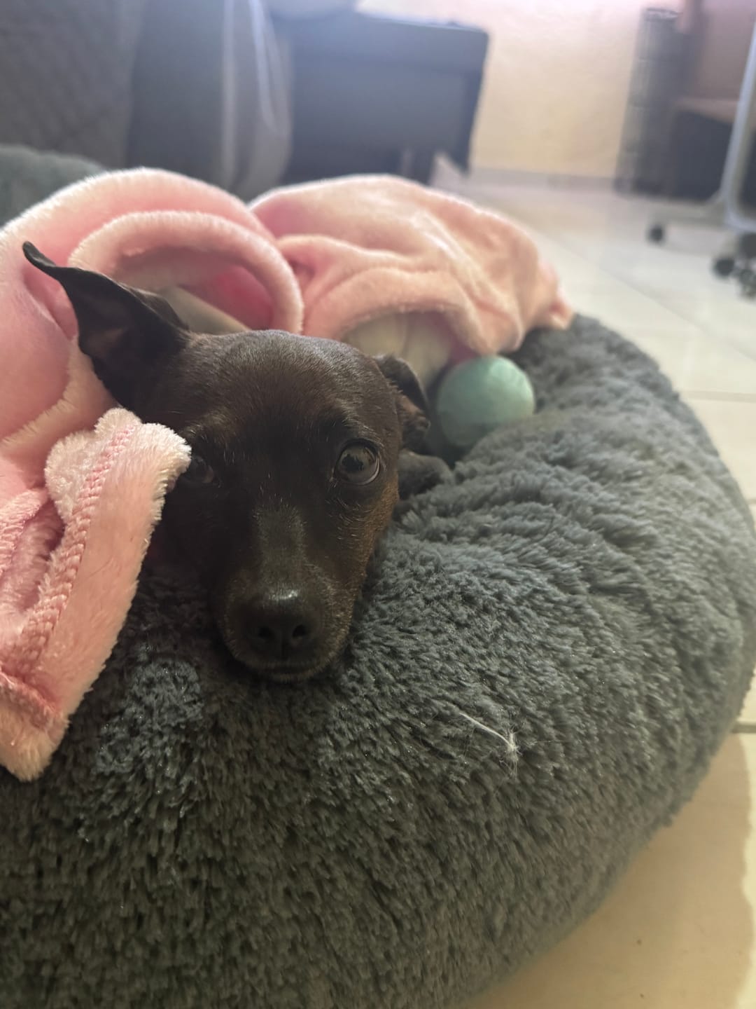 Customer photo review of Manta Relajante para Mascotas