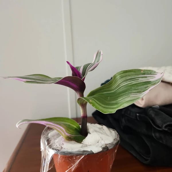 Customer photo review of Rare Tradescantia Nanouk Lilac Plant | Rare Tradescantia Pot | Rare Pink Wandering Jew | Easy care hardy indoor houseplant in a nursery pot