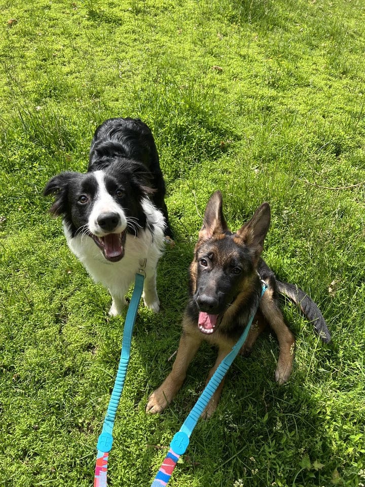 Customer photo review of Colorful PRO Bungee Dog Leash – 3-in-1 Shock-Absorbing Design, Single or Set with No Choke X Harness