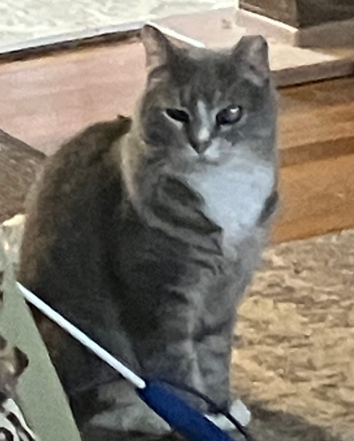 Customer photo review of Hairball B-Gone for Cats