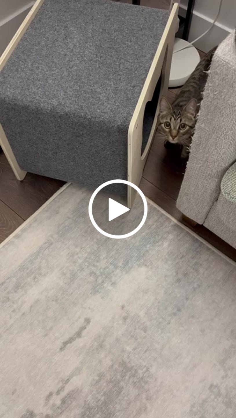 Customer video review of The Hut Scratchable Cat Hideout