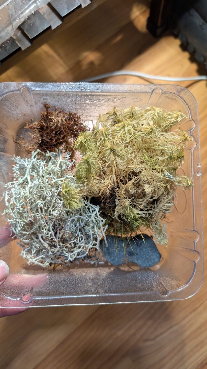 Customer photo review of Revita-Moss™ Mixed Pack