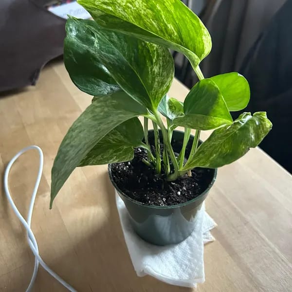 Customer photo review of RARE Marble Pothos Cuttings - Gorgeous Variegated Indoor easy care house plant, Marble Pothos, White and Green variegation propagation plant