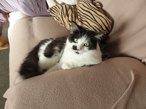 Customer photo review of Fit Litter