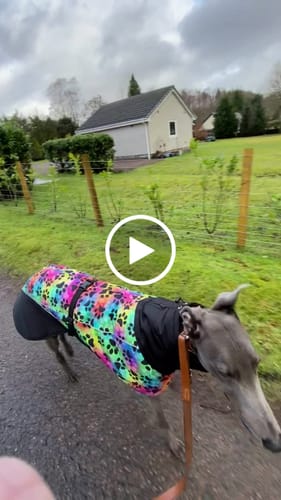 Customer video review of Envis - Whippet / Greyhound Coat with Underbelly and Harness Hole