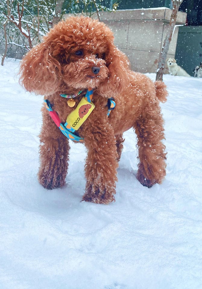 Customer photo review of Colorful PRO No Choke Dog Harness – X-Style Trachea Protection, Single or Set with a 3-in-1 Shock-Absorbing Leash