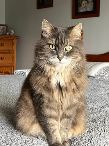 Customer photo review of 3 Month Supply - 1 Cat