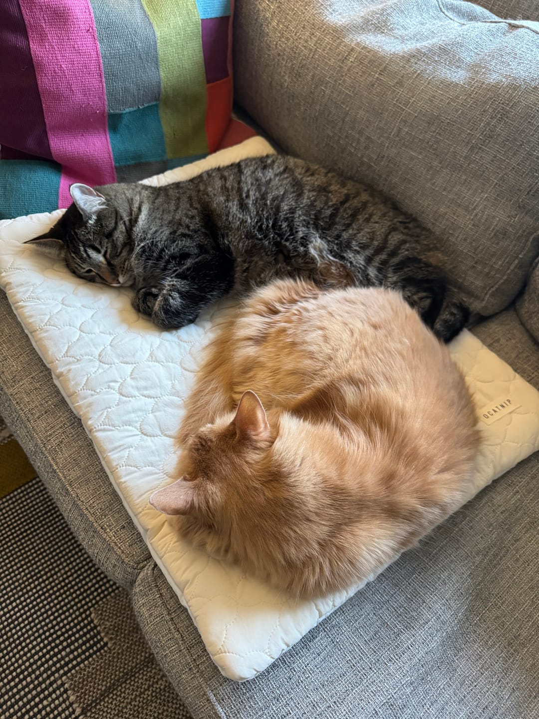 Customer photo review of Cream Puff Bed