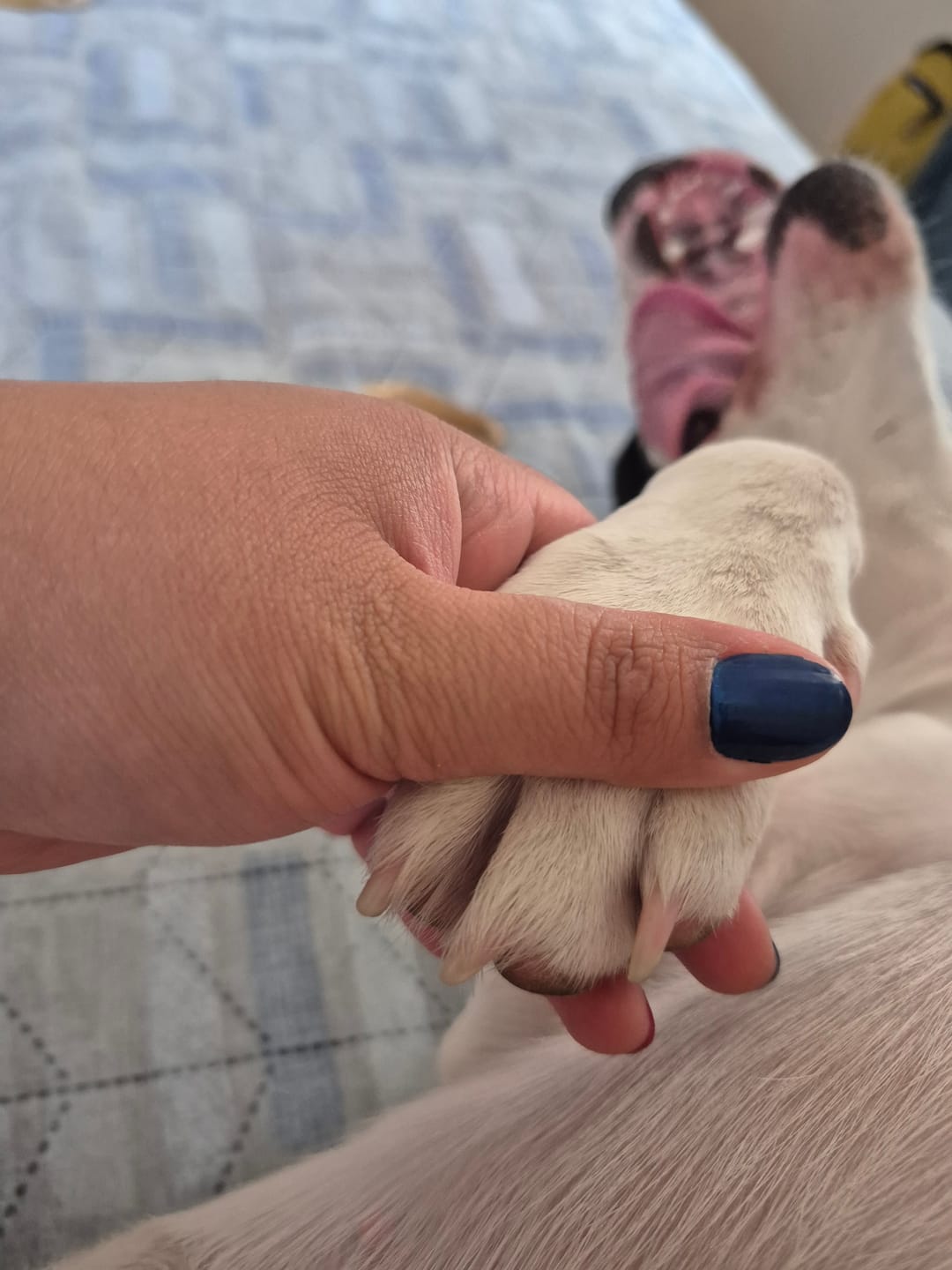Customer photo review of Limador THE DOGS NAILS — Uñas cortas sin miedo, en casa
