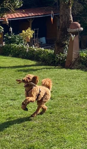 Der braune Pudel eines Kunden, der Lucky Belly erhält, rennt glücklich mit einem Stock über eine Wiese.