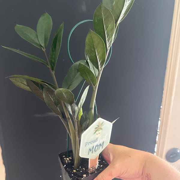 Customer photo review of Raven ZZ plant | Indoor Live Zamioculcas Zamiifolia Raven Plant | Rare Indoor Plant | Zansibar gem | Black ZZ Plant