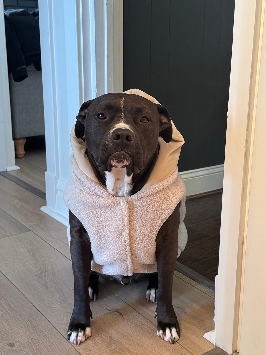 Customer photo review of Teddy Sherpa Dog Jackets
