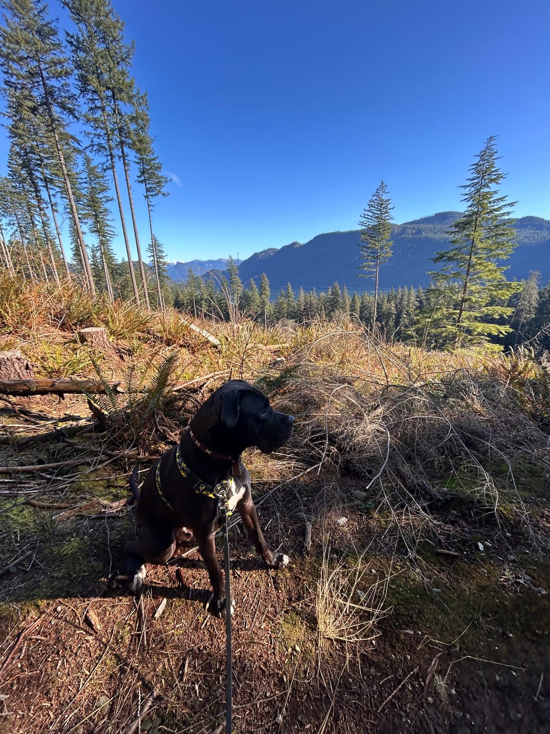 Customer photo review of Training Anti Pull TRI-Harness® | M-XL Breeds - Lightning