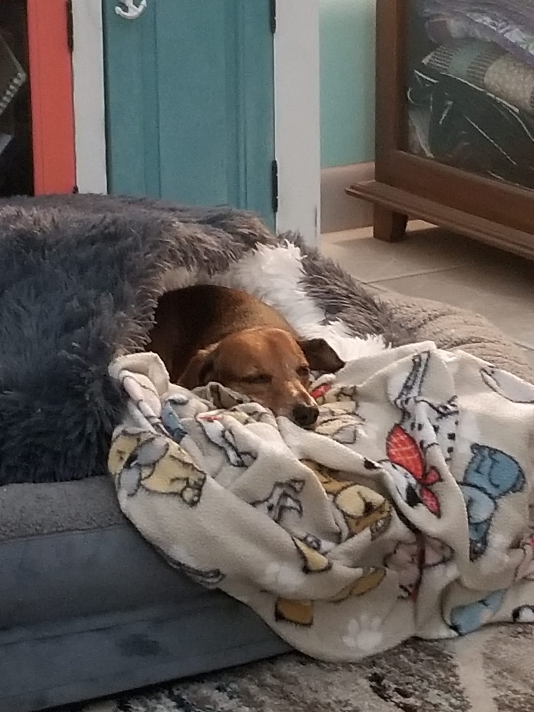 Customer photo review of The Dachshund Den™