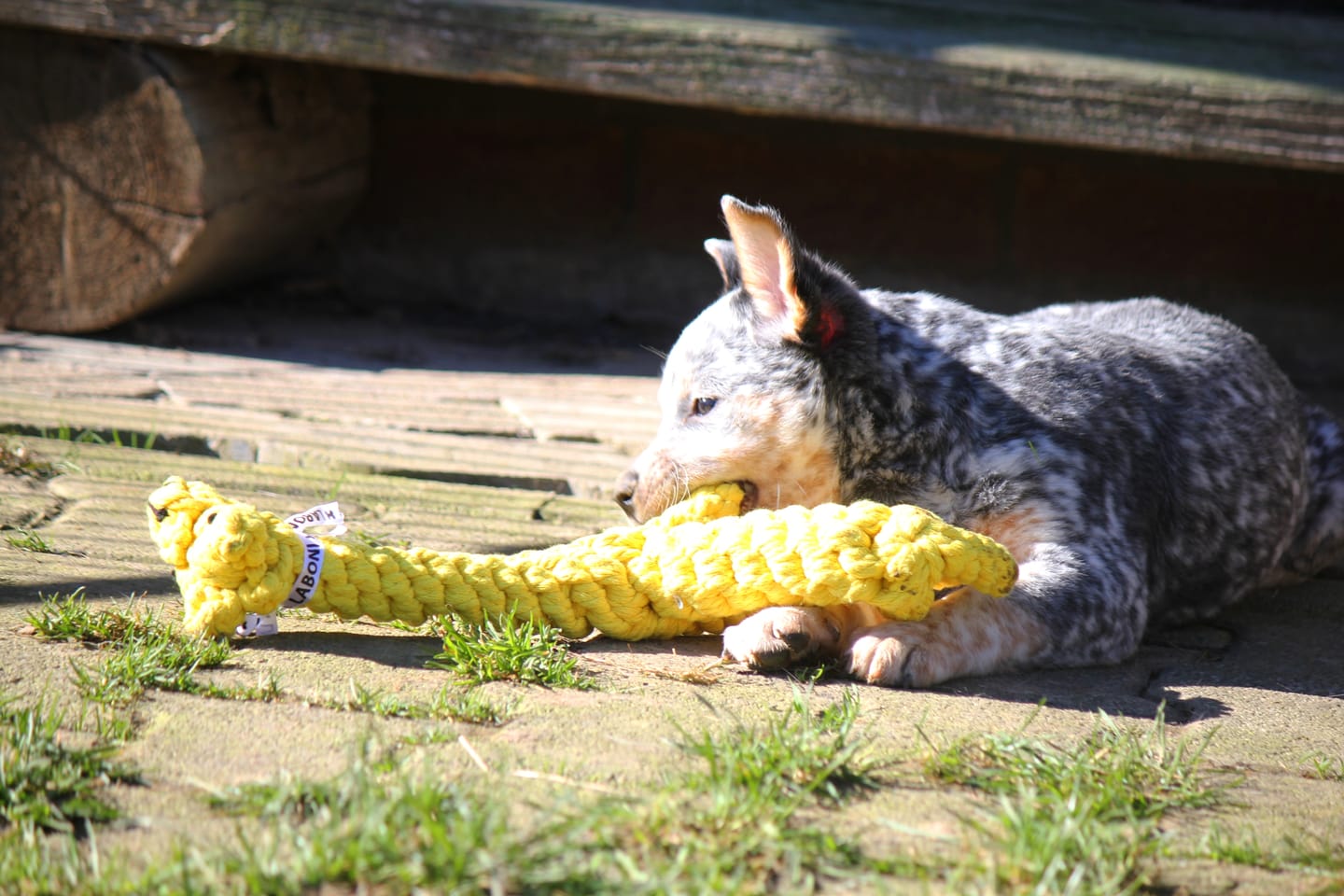 Customer photo review of Greta Giraffe – Handgemachtes Kauspielzeug aus Baumwolle für Hunde