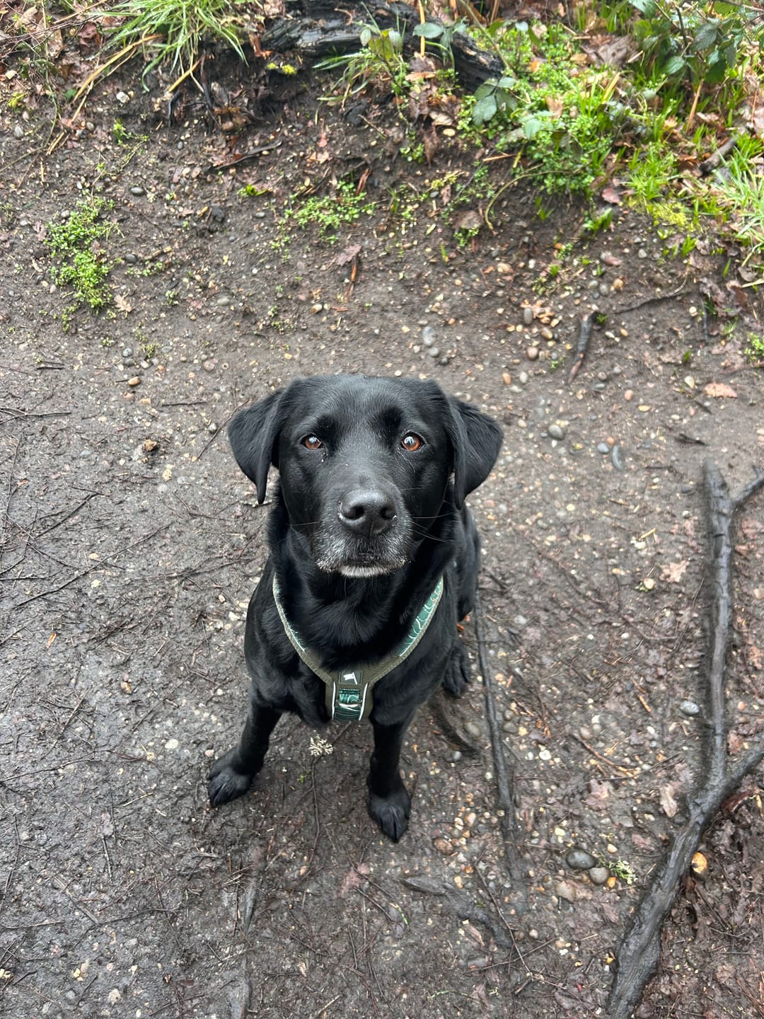 Customer photo review of Apex® Harness