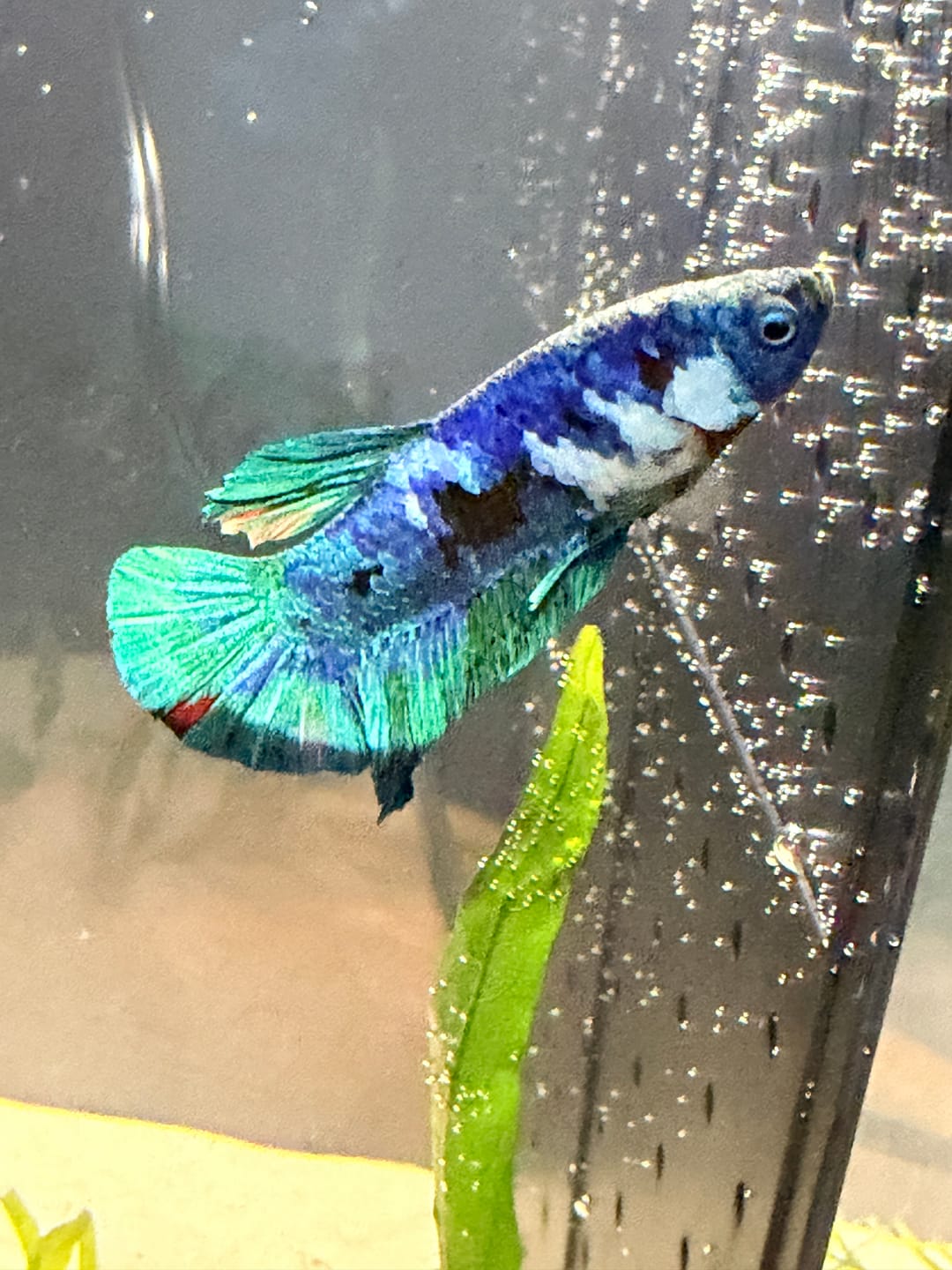 Customer photo review of Multicolor Yellow Base Plakat Male Betta Fish | Order Directly From Farm |  You Pick Fish