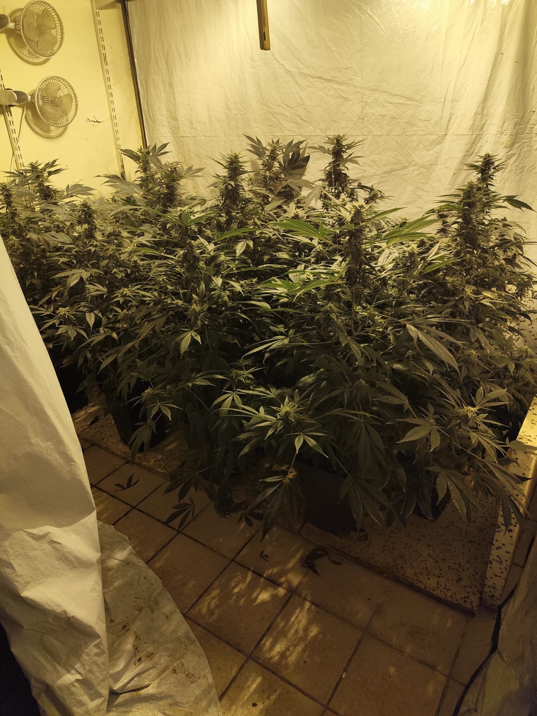 Customer photo review of Hanfstecklinge | Blackberry Moonrock