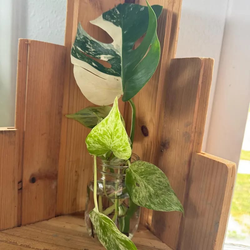 Customer photo review of Monstera Albo Borsigiana Cutting - Extremely Rare Variegated White Monstera Albo Plant Live - US Seller - Grower's Choice - Large Form