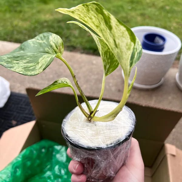 Customer photo review of RARE Marble Pothos Cuttings - Gorgeous Variegated Indoor easy care house plant, Marble Pothos, White and Green variegation propagation plant