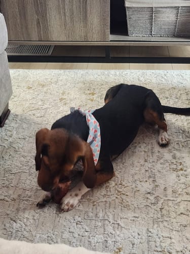 Customer's beagle lying on a rug and chewing on a medium bone from the Valentine's Day Bundle.